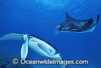 Manta Rays Manta birostris Photo - Gary Bell