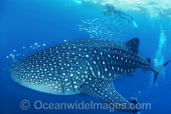 Whale Shark Scuba Divers photo