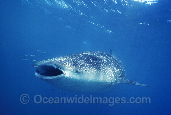 Whale Shark with Pilot Fish around mouth photo