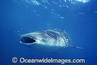 Whale Shark with Pilot Fish around mouth Photo - Gary Bell