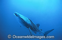 Whale Shark and Scuba Diver Photo - Gary Bell