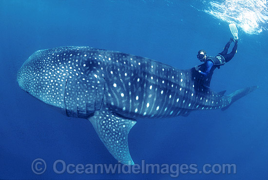 Whale Shark and Snorkeler photo