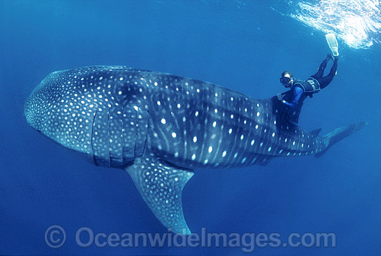 Diver and Whale Shark (Rhincodon typus). Image was taken in 1988 when little was known about whale sharks. Touching whale sharks is now considered inappropriate behavior. Whale Sharks are found in tropical and warm-temperate seas. Classified Vulnerable. Photo - Gary Bell Diver and Whale Shark (Rhincodon typus). Image was taken in 1988 when little was known about whale sharks. Touching whale sharks is now considered inappropriate behavior. Whale Sharks are found in tropical and warm-temperate seas. Classified Vulnerable. Photo - Gary Bell