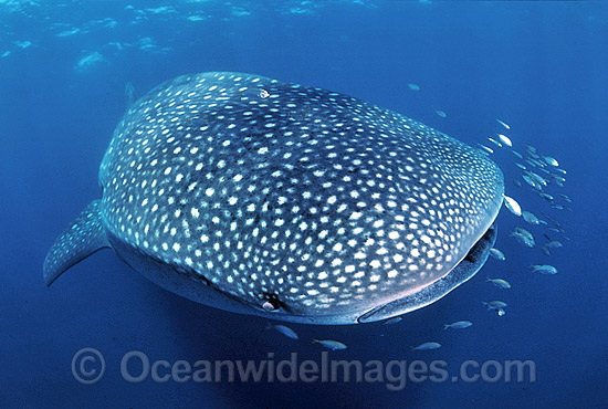 Whale Shark (Rhincodon typus) with Pilot Fish around mouth. Found throughout the world in all tropical and warm-temperate seas. Ningaloo Reef, Western Australia. Classified Vulnerable on the IUCN Red List. Photo - Gary Bell Whale Shark (Rhincodon typus) with Pilot Fish around mouth. Found throughout the world in all tropical and warm-temperate seas. Ningaloo Reef, Western Australia. Classified Vulnerable on the IUCN Red List. Photo - Gary Bell