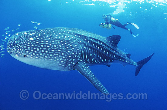 Whale Shark with Pilot Fish around mouth photo