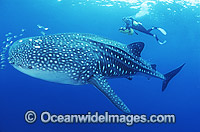 Whale Shark with Pilot Fish around mouth Photo - Gary Bell