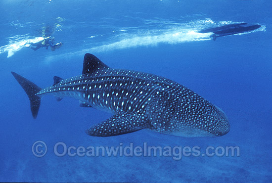 Whale Shark and Scuba Diver photo Whale Shark and Scuba Diver photo