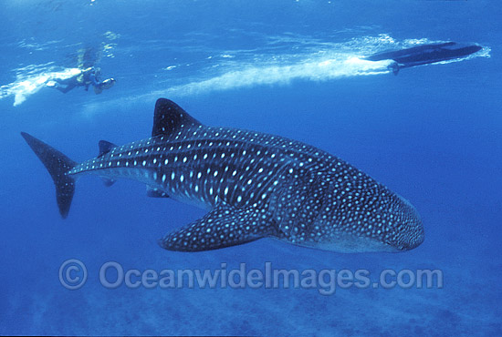 Whale Shark and Scuba Diver photo