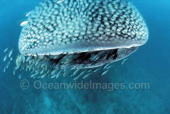 Whale Shark (Rhincodon typus) with Pilot Fish around mouth. Ningaloo Reef, Western Australia. Found throughout the world in all tropical and warm-temperate seas. Classified Vulnerable on the IUCN Red List. Photo - Gary Bell
