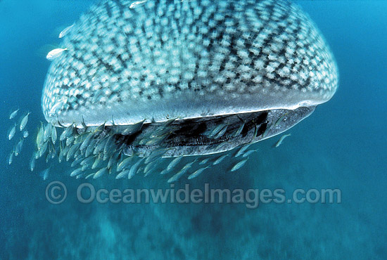 Whale Shark with Pilot Fish around mouth photo