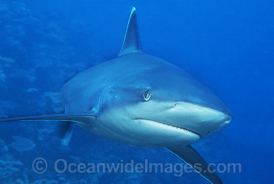 Silvertip Shark Carcharhinus albimarginatus photo