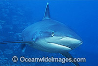 Silvertip Shark Carcharhinus albimarginatus Photo - Gary Bell