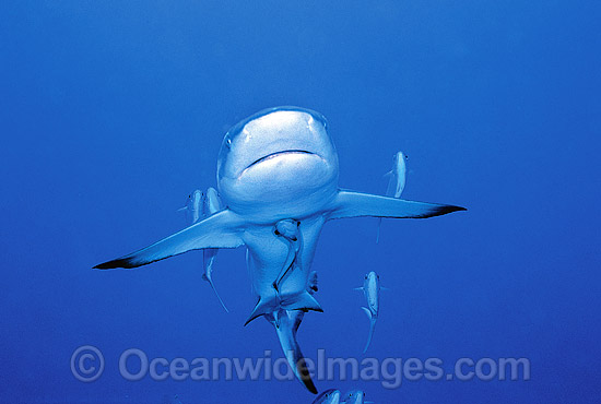 Grey Reef Shark with Remora and Jacks photo Grey Reef Shark with Remora and Jacks photo