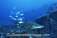 Grey Nurse Shark Carcharias taurus Photo - Gary Bell
