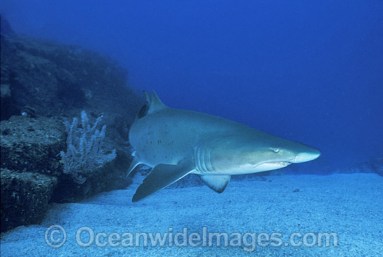 Spotted Ragged-tooth Shark Carcharias taurus photo Spotted Ragged-tooth Shark Carcharias taurus photo