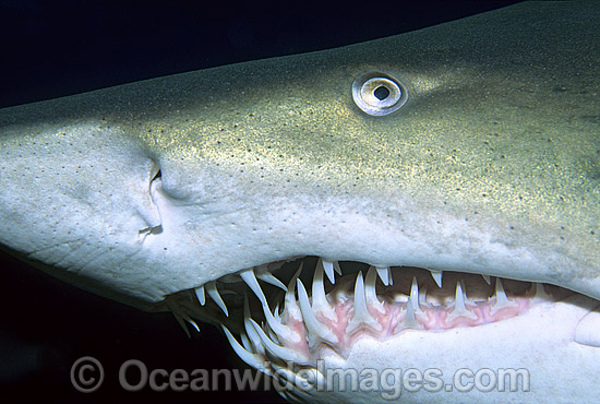 Grey Nurse Shark photo