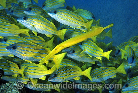 Painted Flutemouth (Aulostomus chinensis) amongst schooling Blue-striped Snapper (Lutjanus kasmira). Great Barrier Reef, Queensland, Australia Photo - Gary Bell