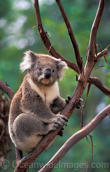 Koala (Phascolarctos cinereus). Australia Photo - Gary Bell Koala (Phascolarctos cinereus). Australia Photo - Gary Bell