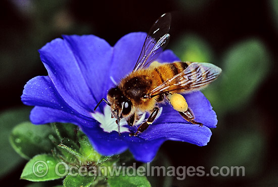 Honey Bee collecting pollen nectar photo