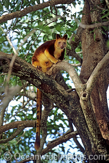 Goodfellows Tree-kangaroo (Dendrolagus goodfellowi). Rare and endangered species. Papua New Guinea. Photo - Gary Bell Goodfellows Tree-kangaroo (Dendrolagus goodfellowi). Rare and endangered species. Papua New Guinea. Photo - Gary Bell