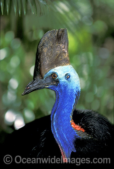 Southern Cassowary Dangerous bird when provoked photo