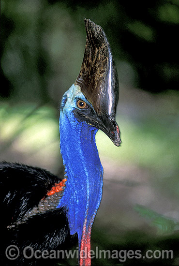 Southern Cassowary Casuarius casuarius photo