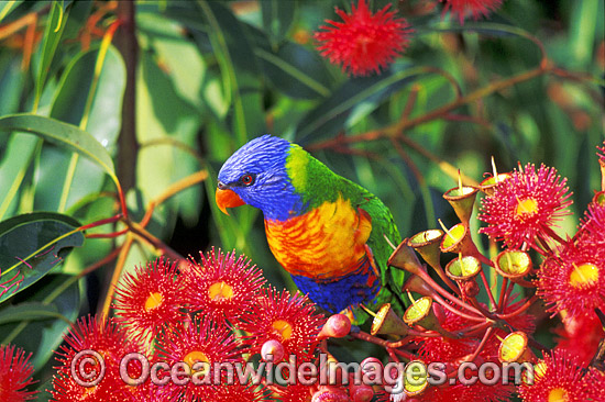 Rainbow Lorikeet feeding photo