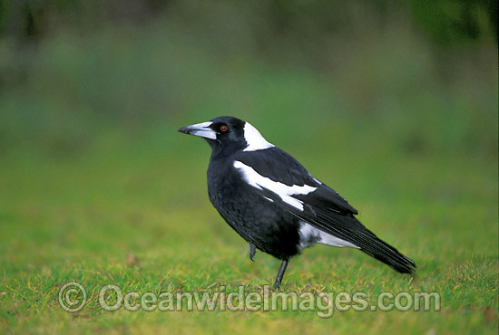 Black-Backed Magpie Gymnorhina tibicen photo