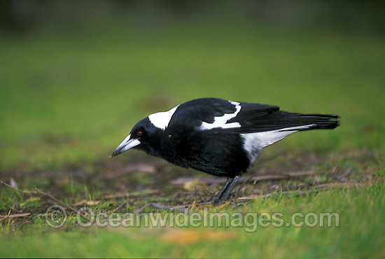 Black-Backed Australian Magpie photo