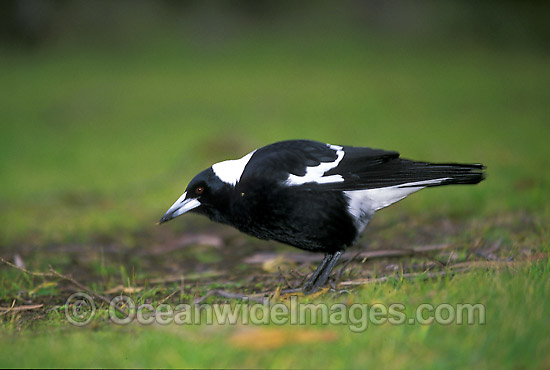 Black-Backed Australian Magpie photo Black-Backed Australian Magpie photo