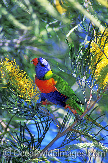 Rainbow Lorikeet Trichoglossus haematodus photo