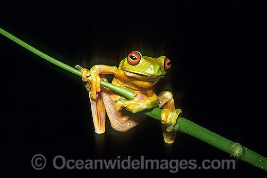 Red-eyed Tree Frog Litoria chloris photo
