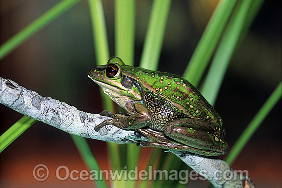 Green Golden Bell Frog Litoria aurea photo