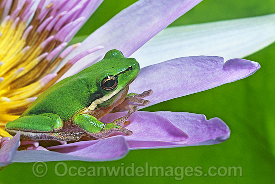 Eastern Dwarf Tree Frog on Waterlily flower photo