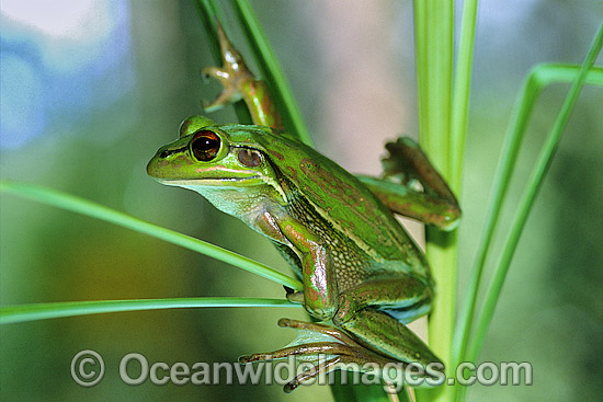 Green Golden Bell Frog Litoria aurea photo