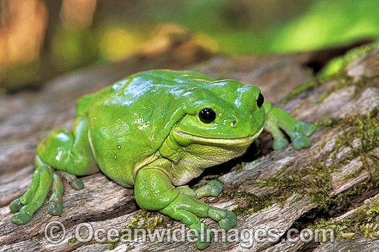 Green Tree Frog Litoria caerulea photo