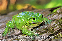 Green Tree Frog Litoria caerulea Photo - Gary Bell