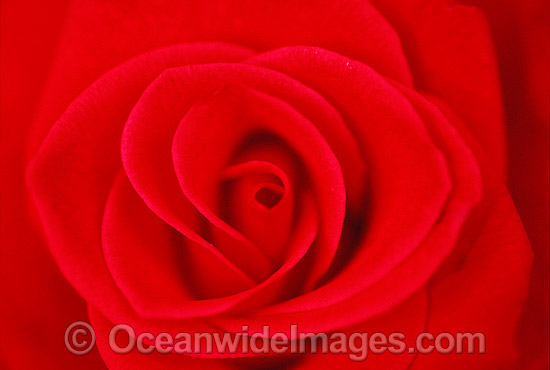 Red Rose photo