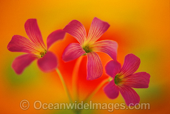 Pink clover photo