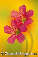 Pink clover Photo - Gary Bell
