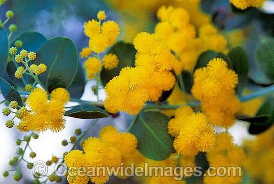 Golden Wattle wildflower photo