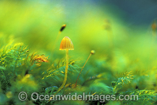 Fungi on tree moss photo