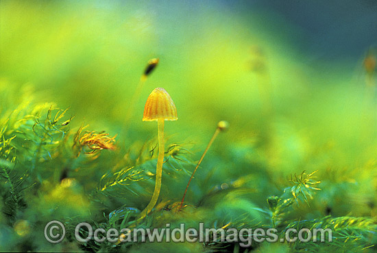 Fungi on tree moss photo Fungi on tree moss photo