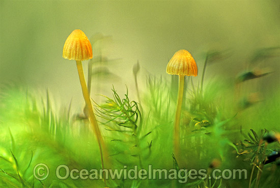 Fungi on tree moss photo