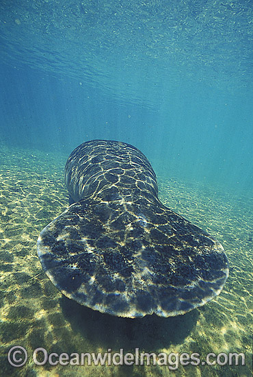 Florida Manatee (Trichechus manatus latirostris) -showing paddle-like tail. Also known as Sea Cow. Crystal River, Florida, United States of America. Classified Endangered Species on the IUCN Red list. Photo - Lin Sutherland Florida Manatee (Trichechus manatus latirostris) -showing paddle-like tail. Also known as Sea Cow. Crystal River, Florida, United States of America. Classified Endangered Species on the IUCN Red list. Photo - Lin Sutherland
