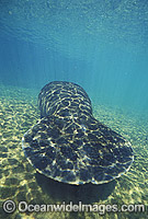 Florida Manatee showing paddle-like tail Photo - Lin Sutherland