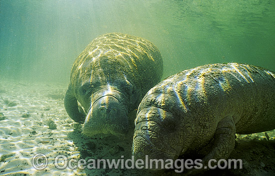 Florida Manatee photo Florida Manatee photo