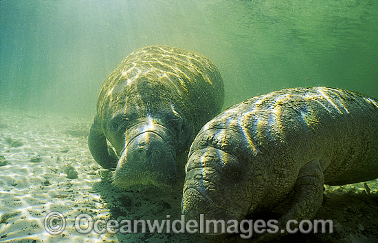 Florida Manatee photo