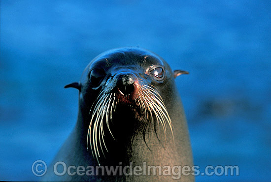 New Zealand Fur Seal (Arctocephalus forsteri) - cow. Neptune Islands, South Australia. Listed as Low Risk on the IUCN Red List. Photo - Gary Bell New Zealand Fur Seal (Arctocephalus forsteri) - cow. Neptune Islands, South Australia. Listed as Low Risk on the IUCN Red List. Photo - Gary Bell