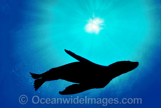 New Zealand Fur Seal silhouetted photo